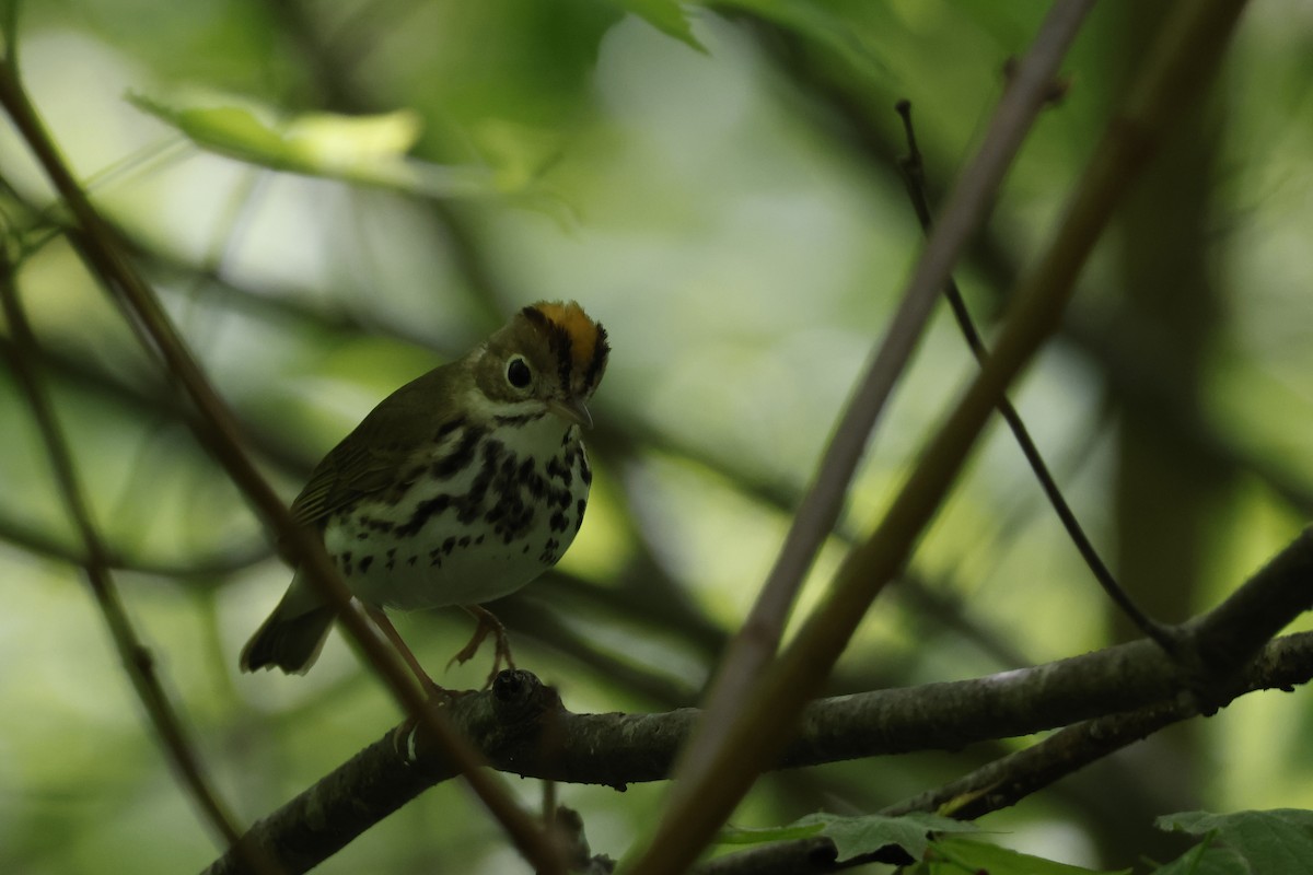 Ovenbird - Larry Therrien