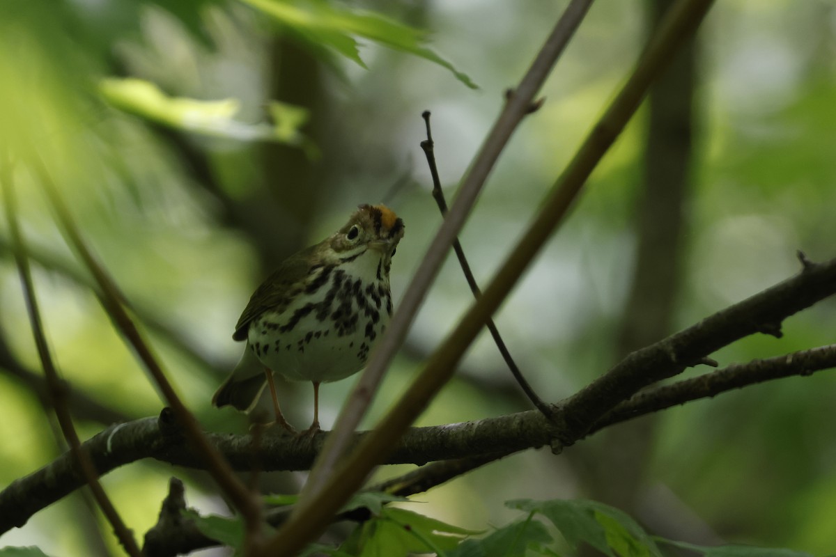 Ovenbird - Larry Therrien