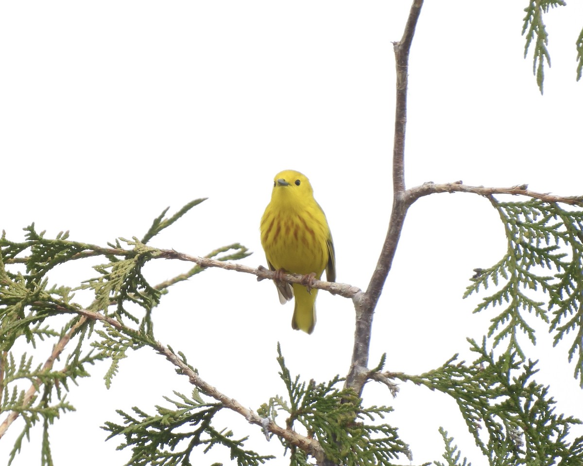 Yellow Warbler - Anita M Granger