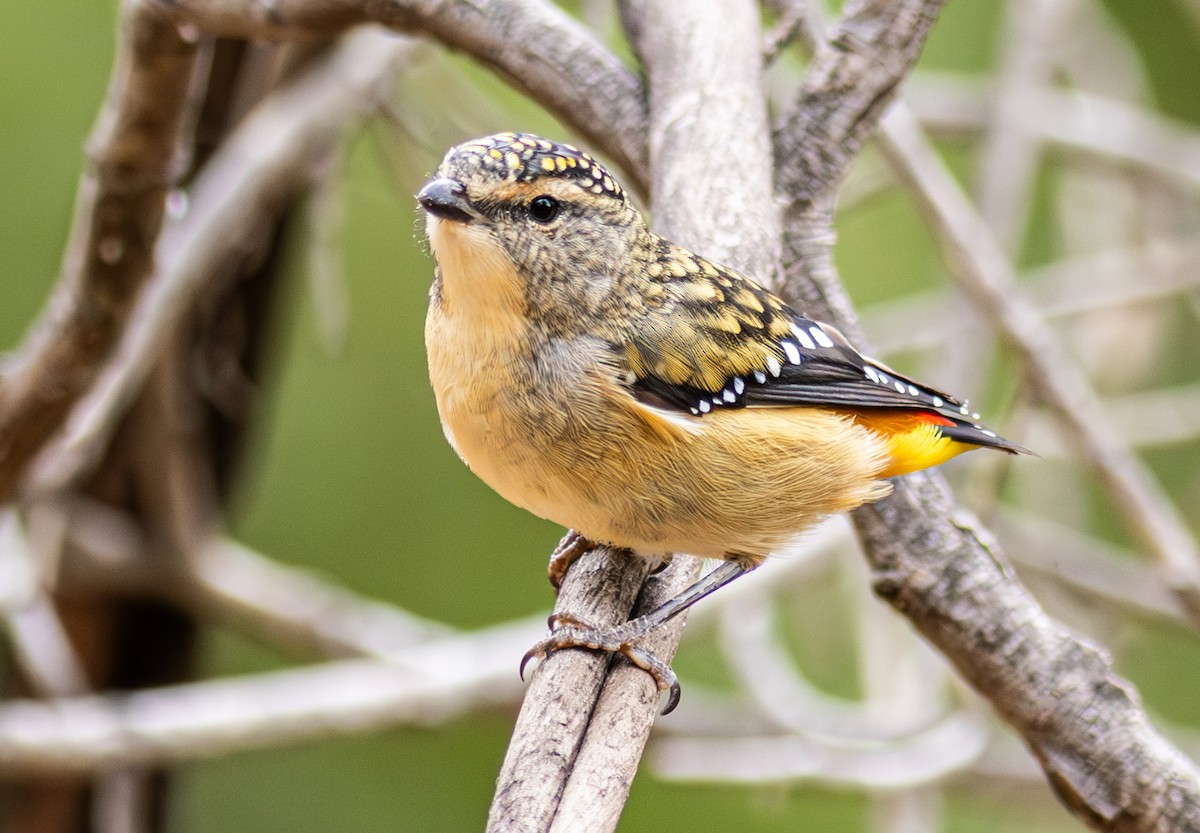 Spotted Pardalote - Pedro Nicolau