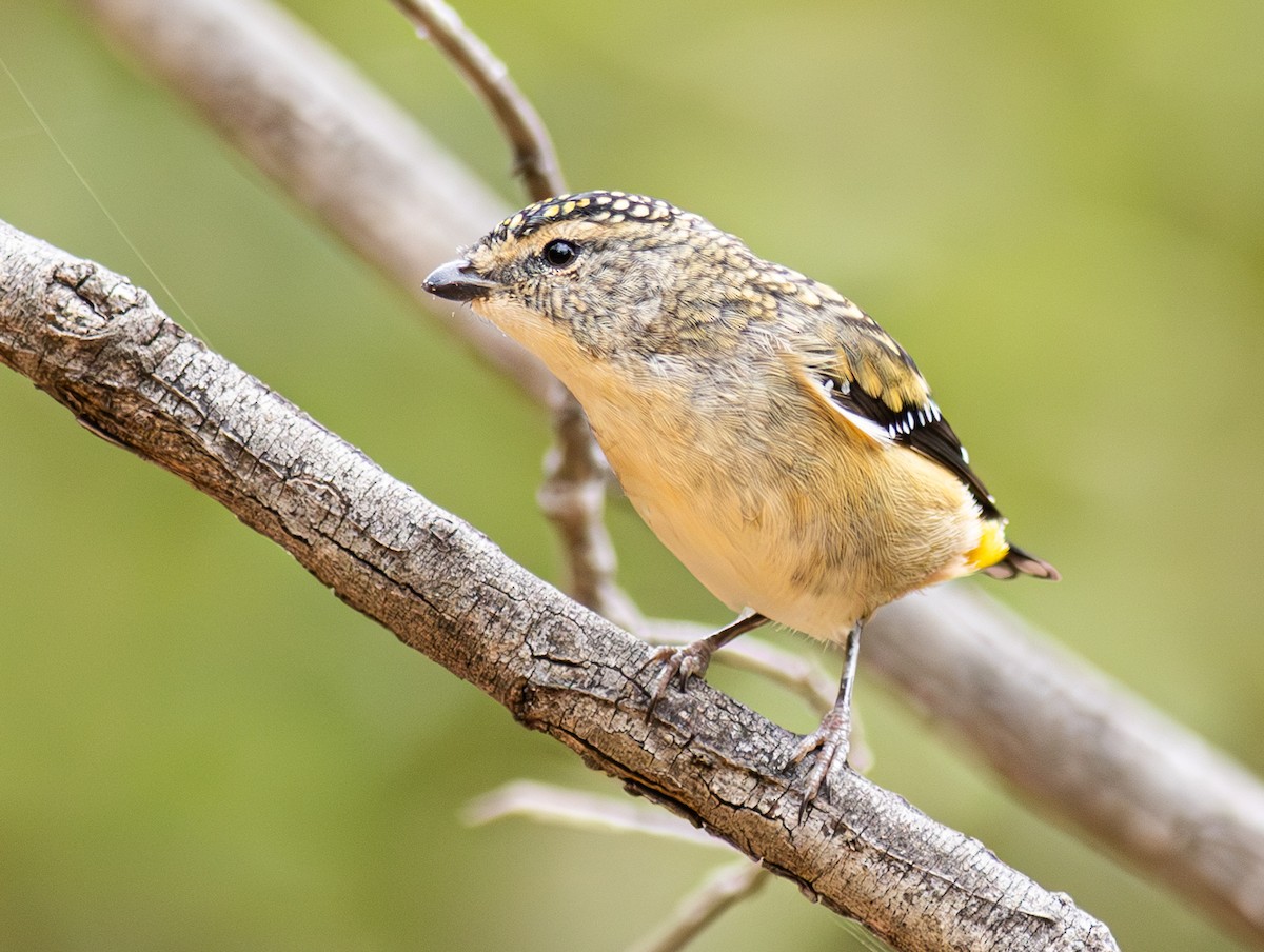 Spotted Pardalote - Pedro Nicolau