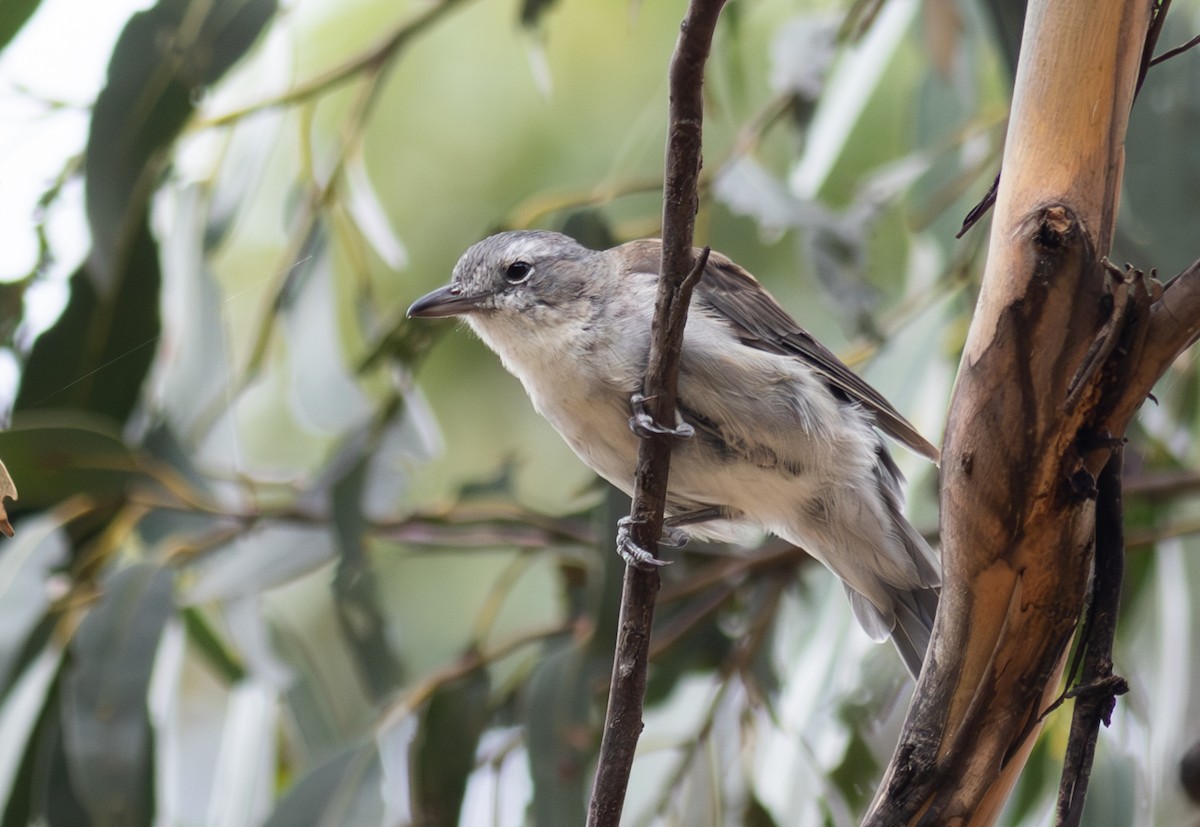 Gray Shrikethrush - Pedro Nicolau