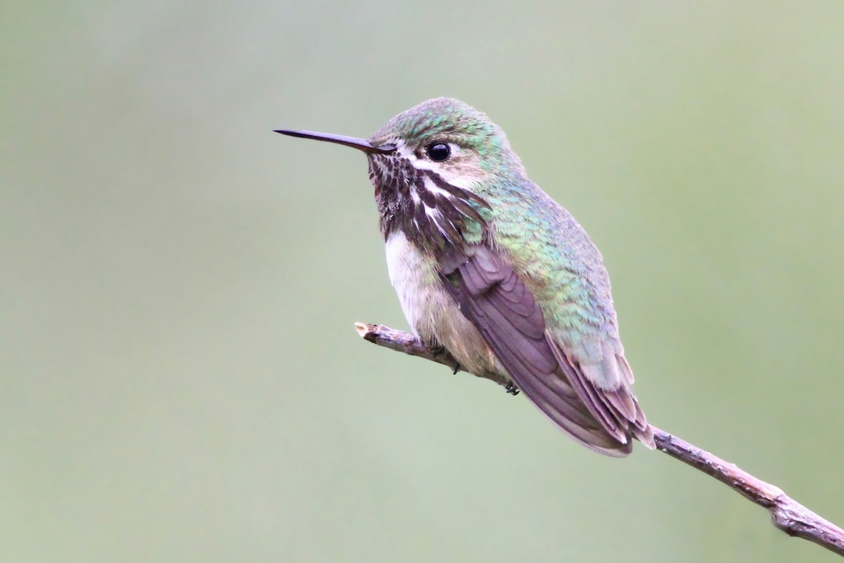 Calliope Hummingbird - Daniel Graca