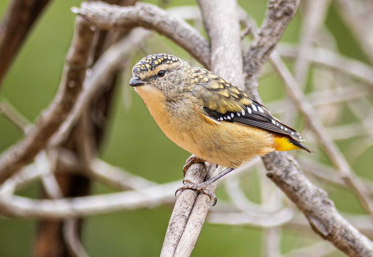 Pardalote pointillé - ML619188051