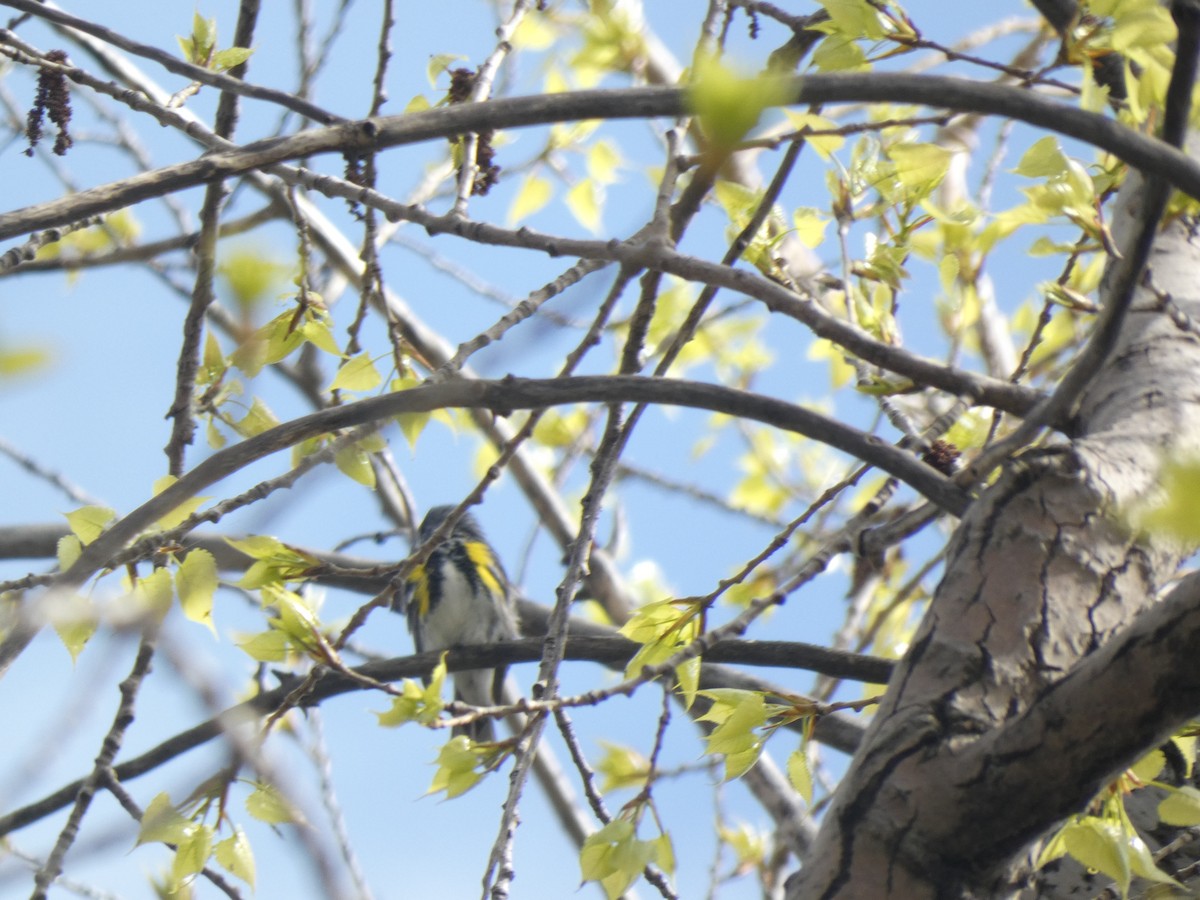 Yellow-rumped Warbler - ML619188055