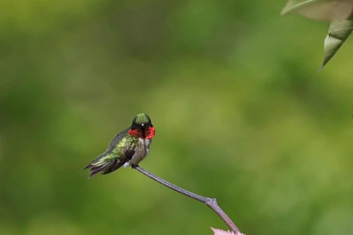 Ruby-throated Hummingbird - Larry Therrien