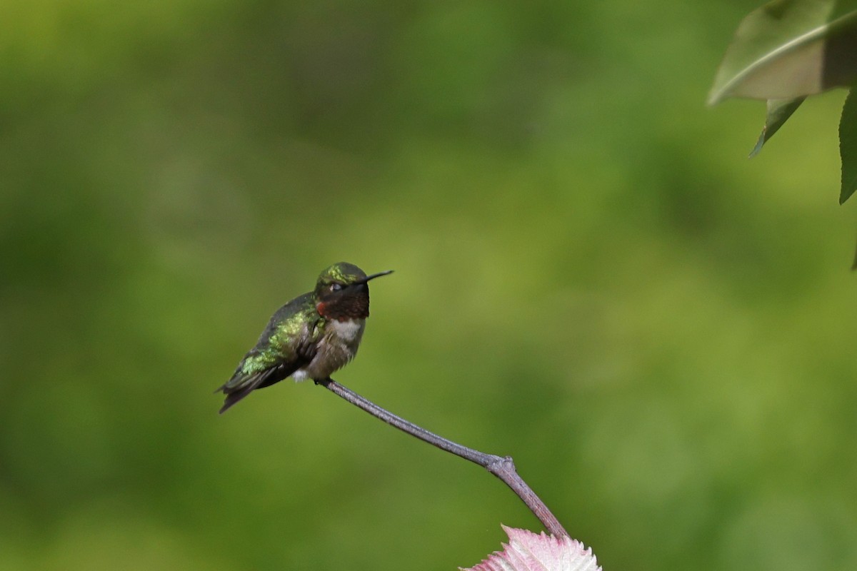 Ruby-throated Hummingbird - Larry Therrien