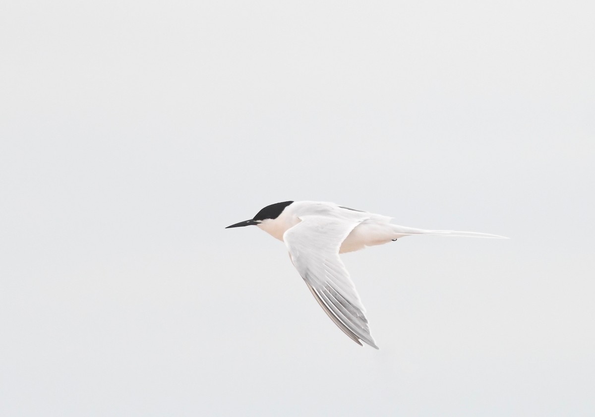 Roseate Tern - Peter Paul