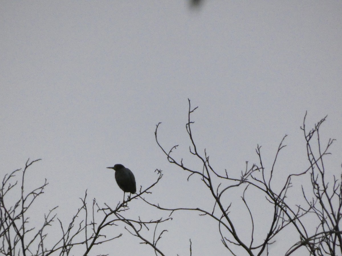 Green Heron - ML619188097