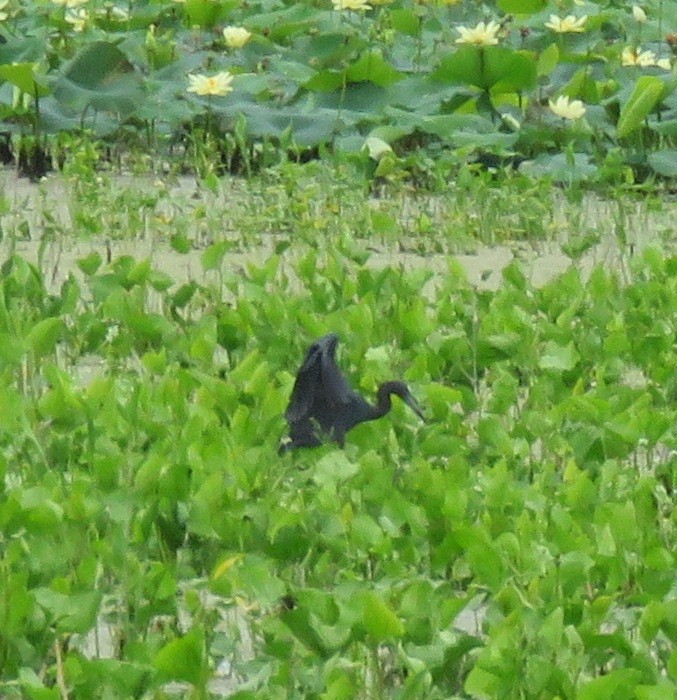 Little Blue Heron - ML61918811