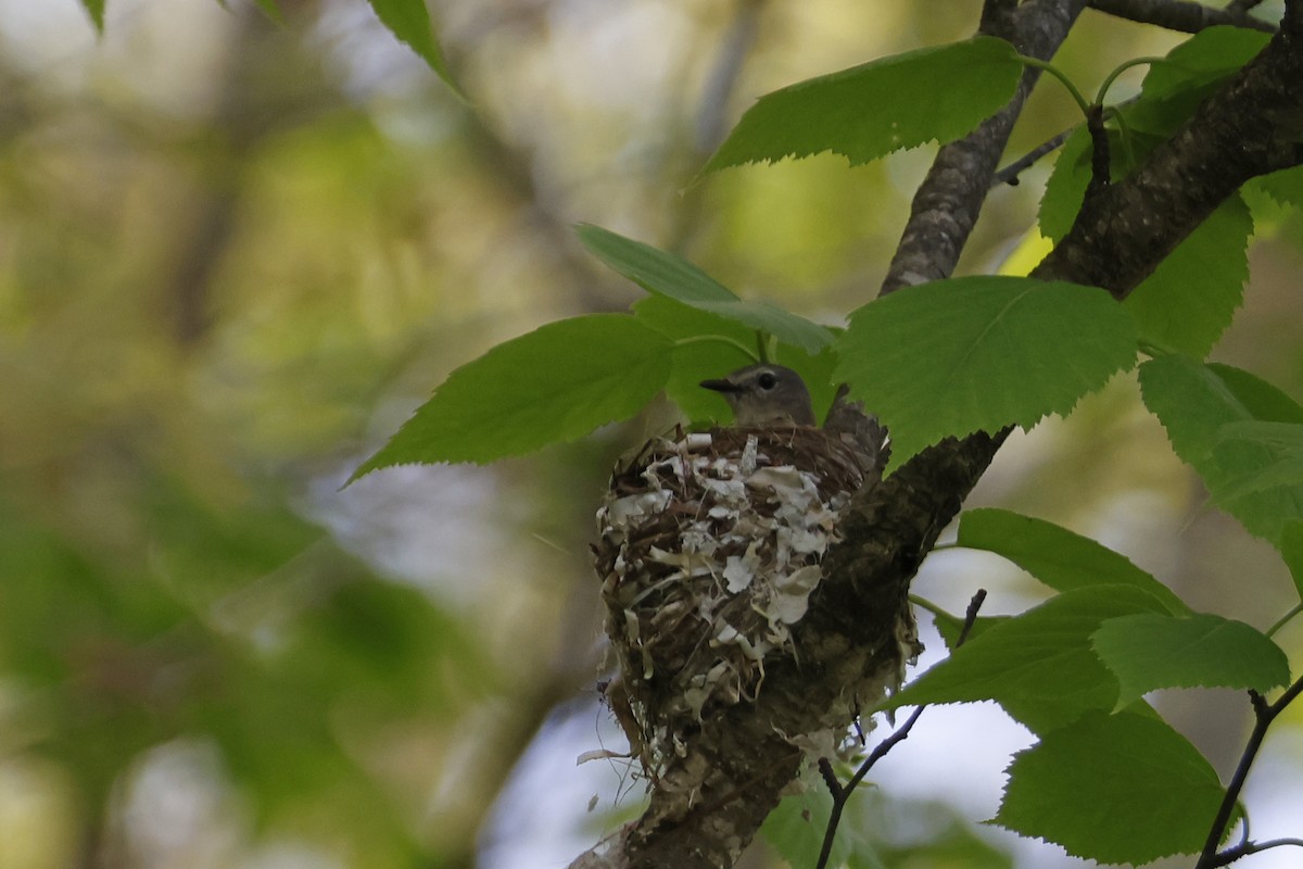 American Redstart - Larry Therrien