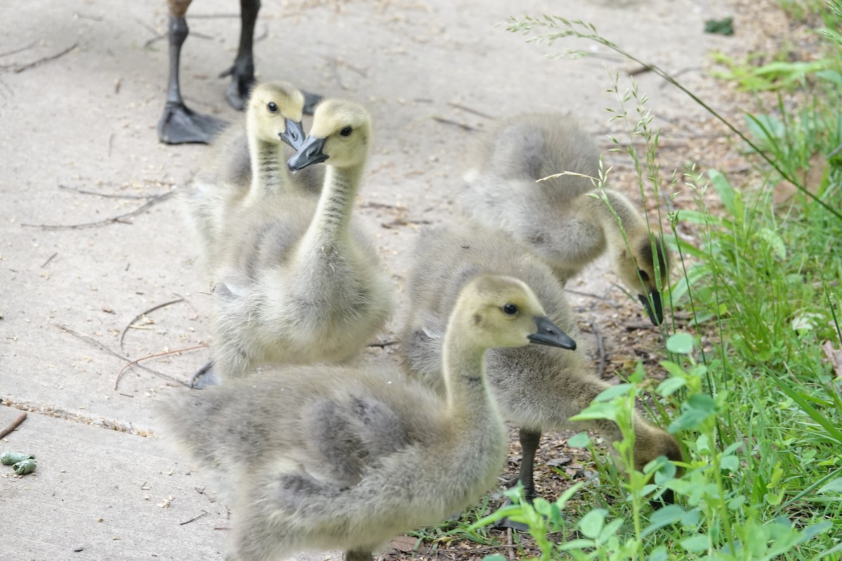 Canada Goose - Don Burggraf