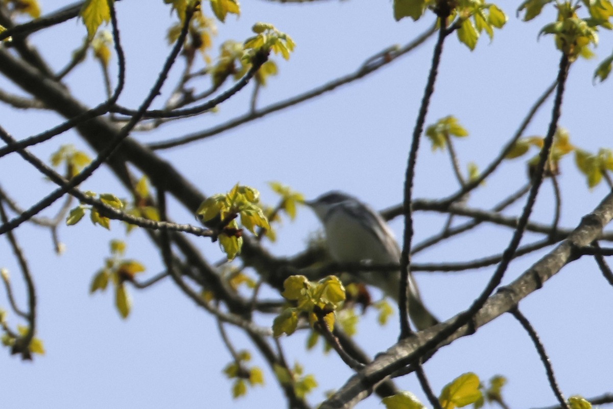 Cerulean Warbler - Larry Therrien