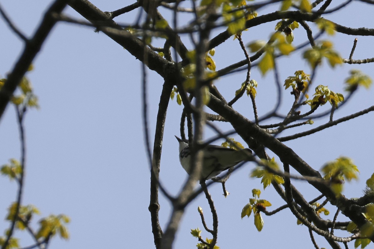 Cerulean Warbler - Larry Therrien