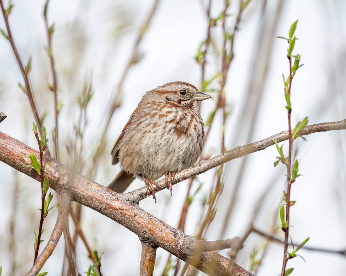 Song Sparrow - ML619188135