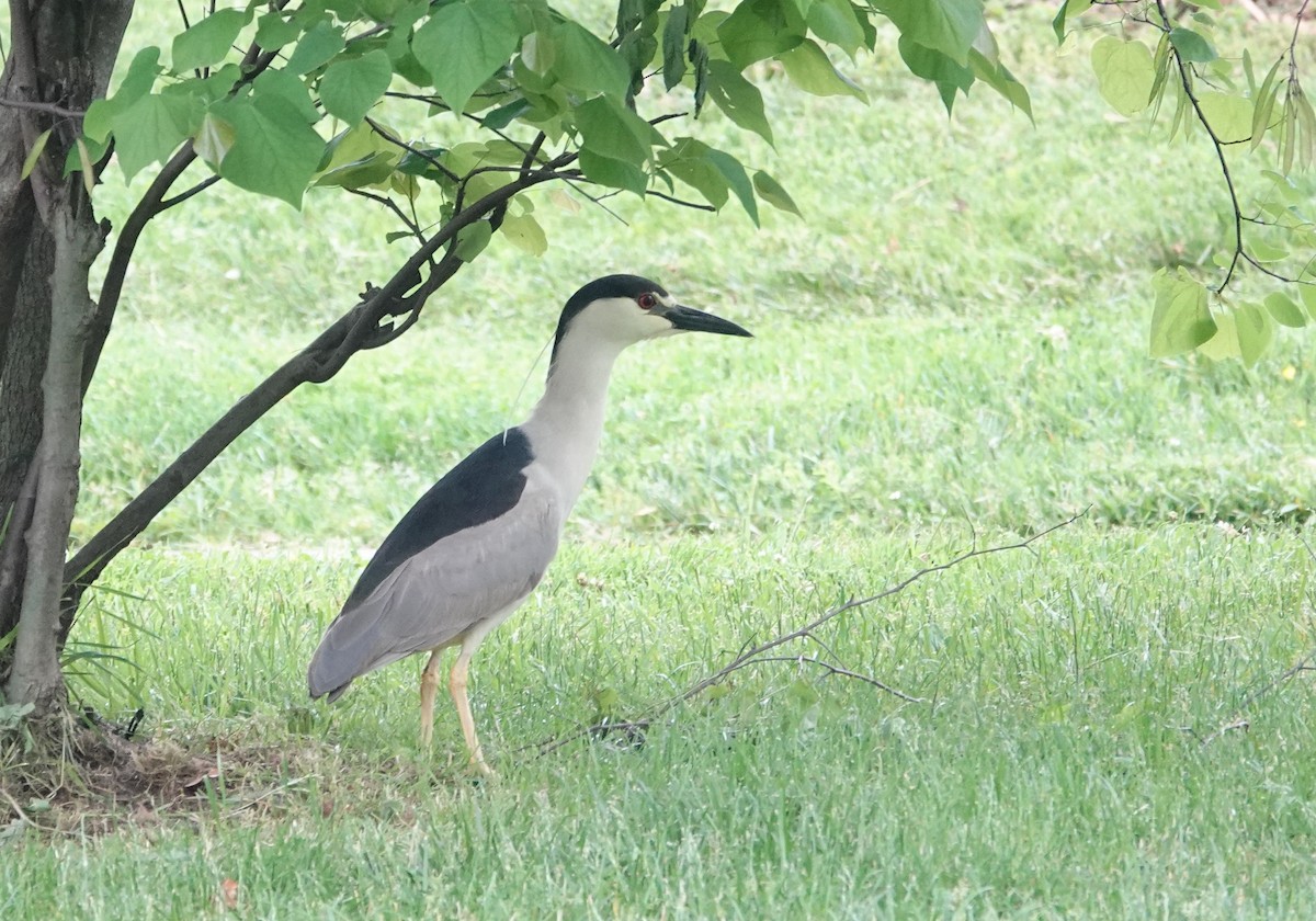 Black-crowned Night Heron - ML619188137