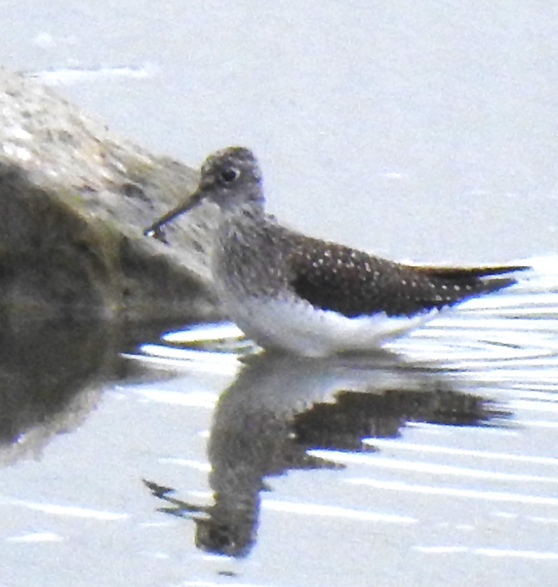 Solitary Sandpiper - Lucio 'Luc' Fazio