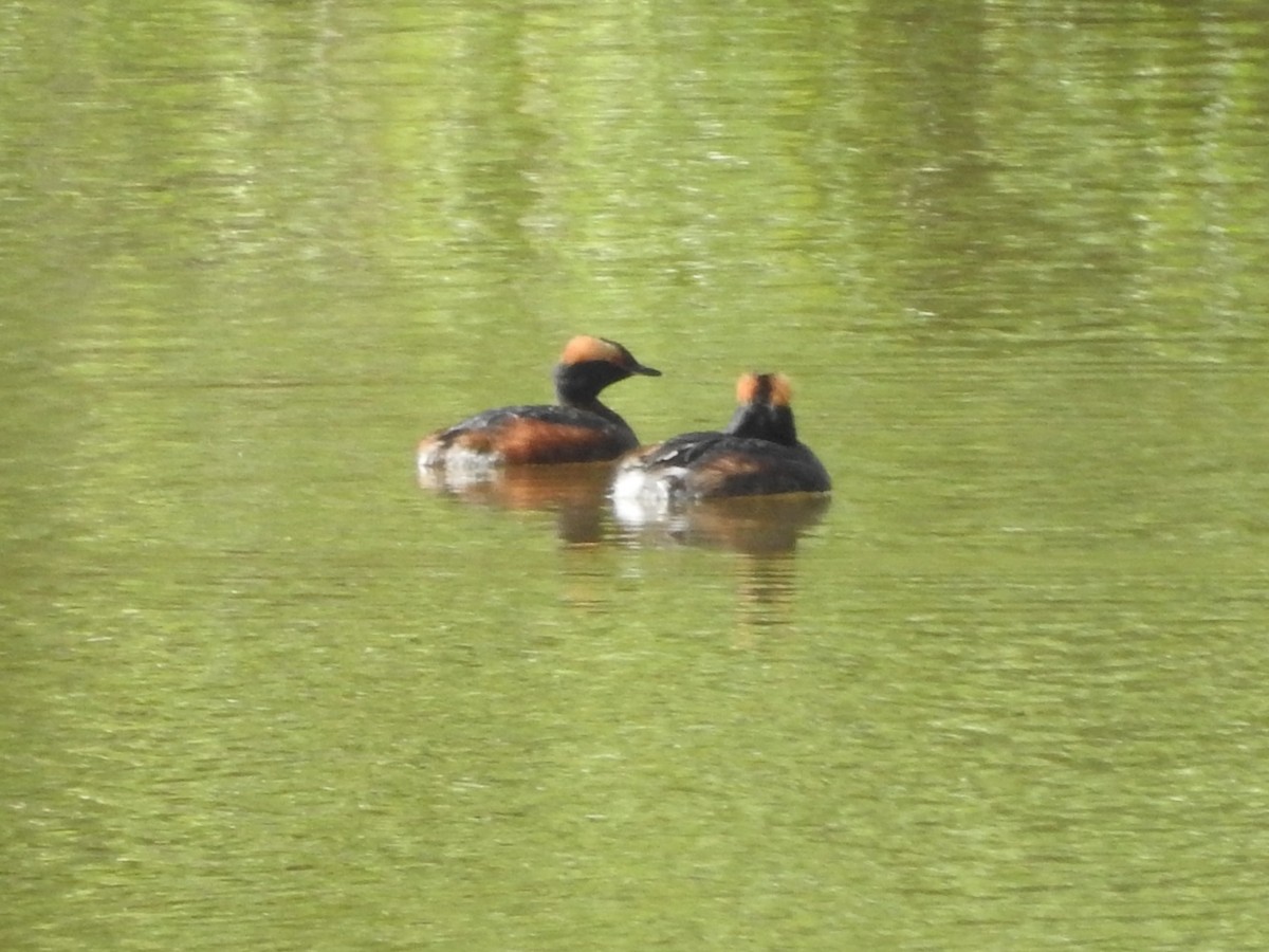 Horned Grebe - Fred Shaffer