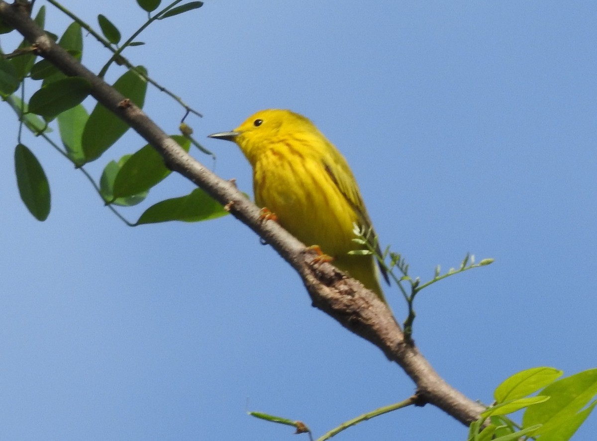 Yellow Warbler - Fred Shaffer