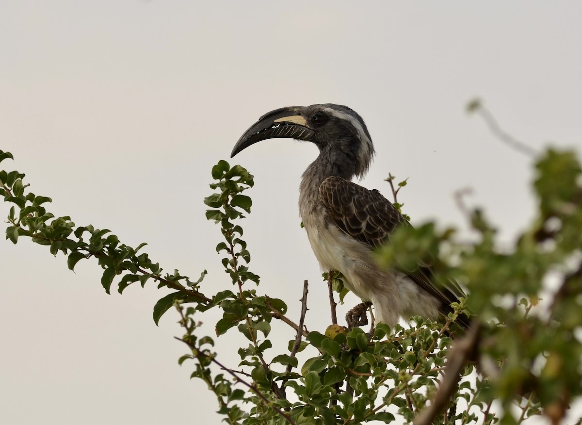 African Gray Hornbill - Ken Simonite