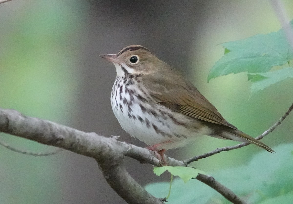 Ovenbird - Don Burggraf