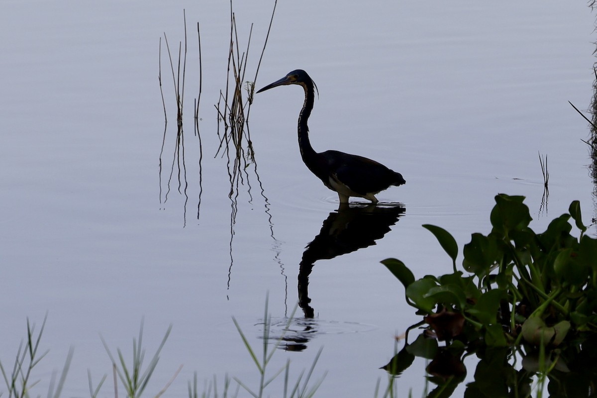 Tricolored Heron - Audrey Appleberry