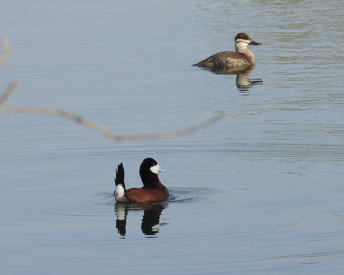Ruddy Duck - Heather and Laurence Brownell