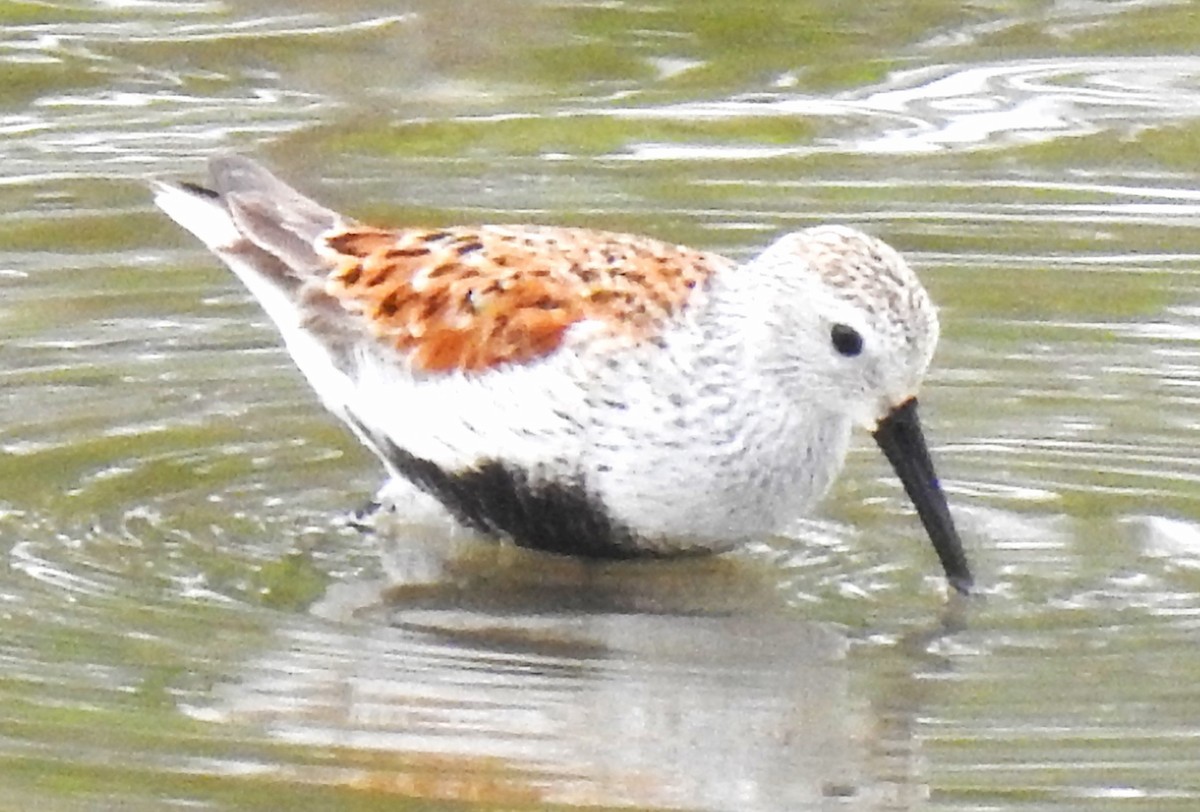 Dunlin - ML619188201