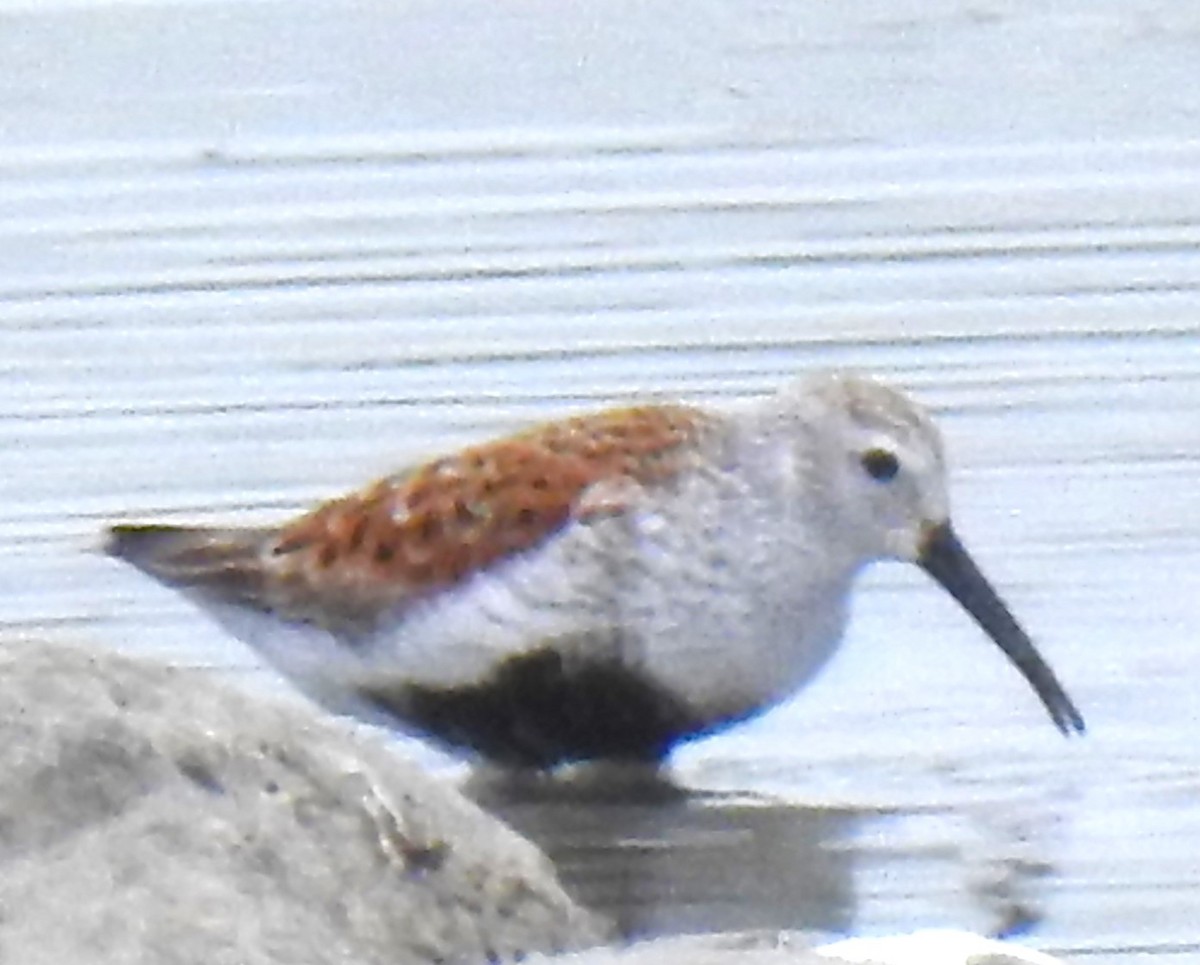 Dunlin - ML619188202