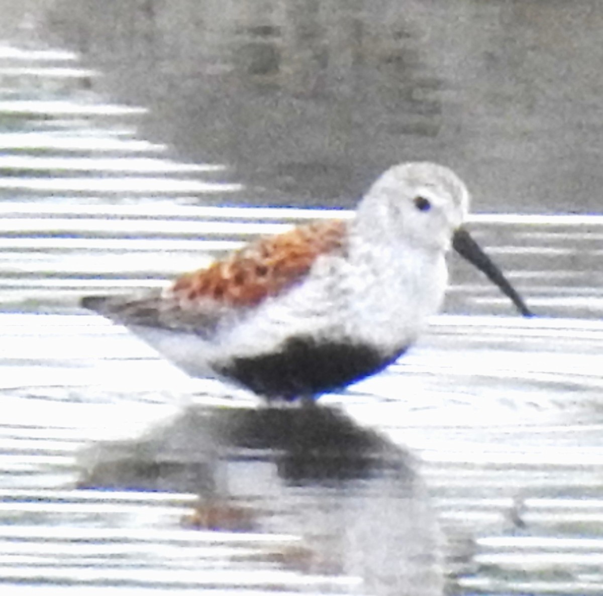 Dunlin - ML619188205