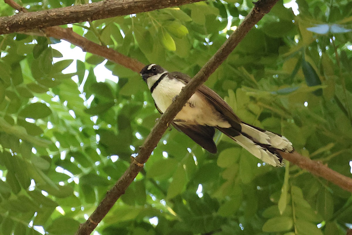 Philippine Pied-Fantail - Jeremy Lindsell