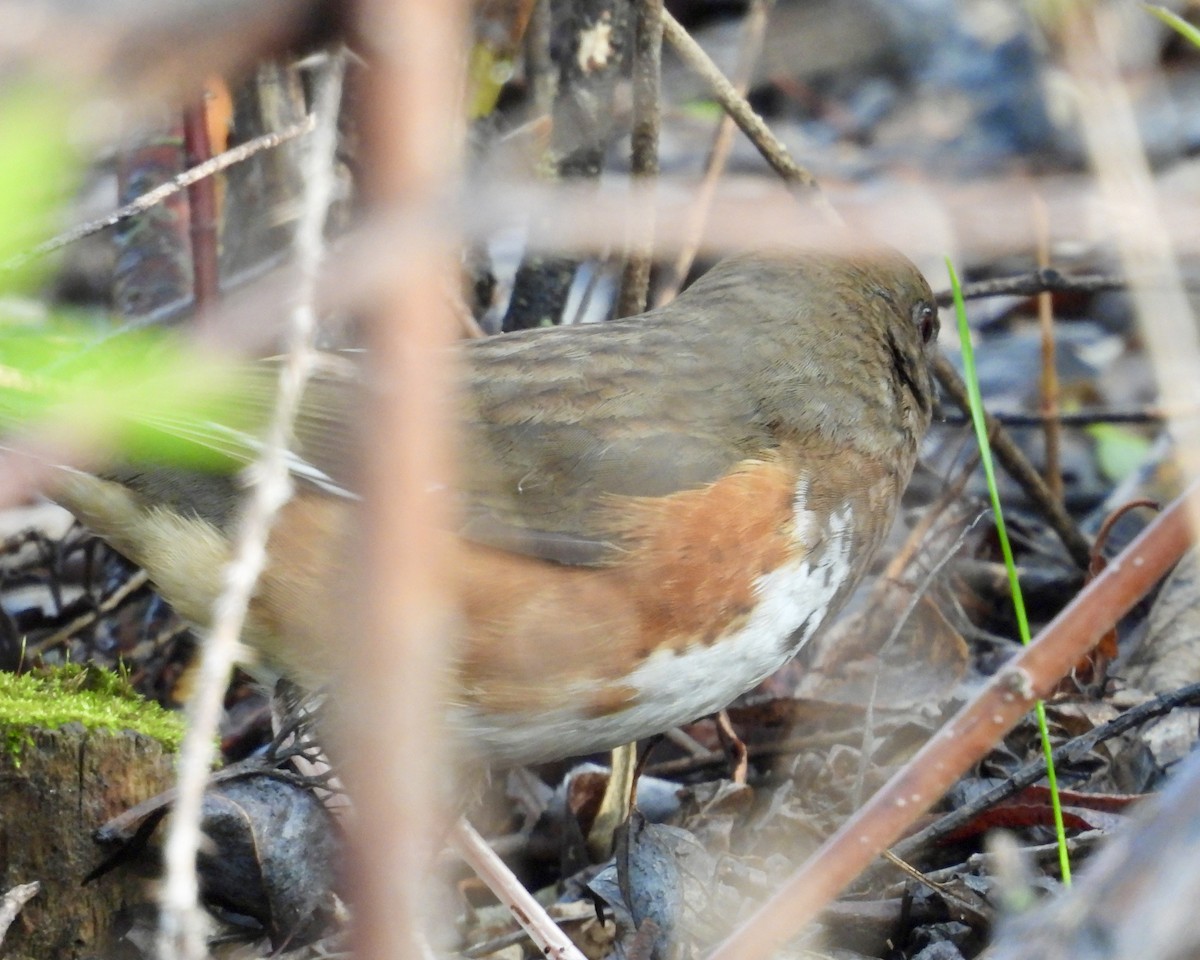 Eastern Towhee - Heather and Laurence Brownell