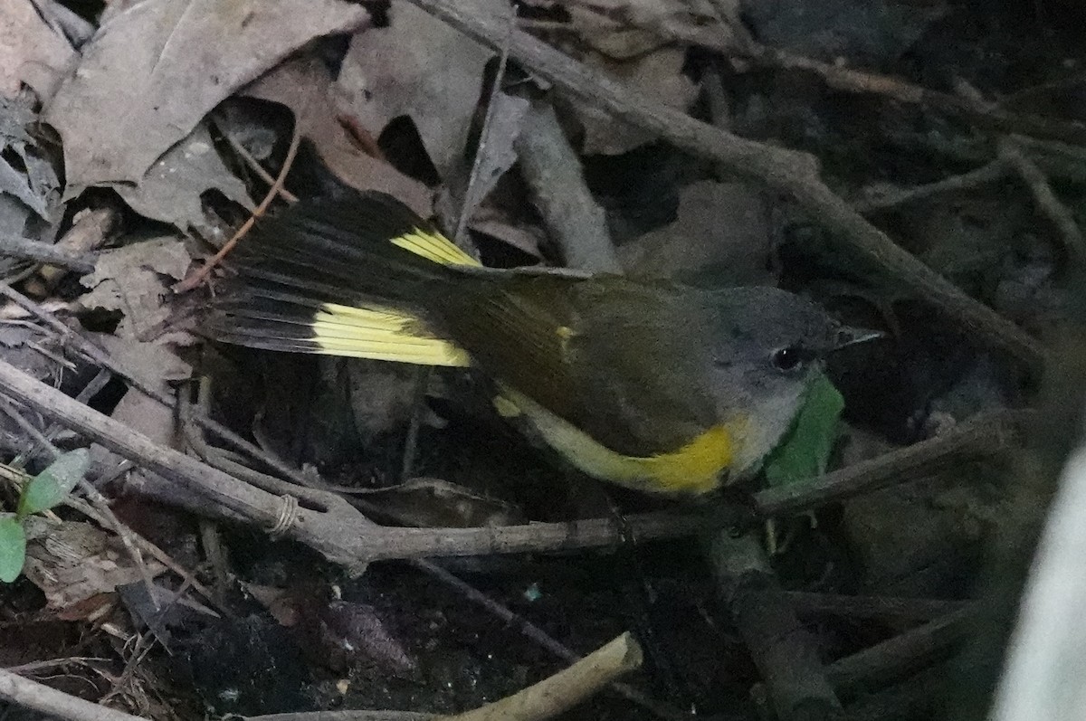 American Redstart - Don Burggraf