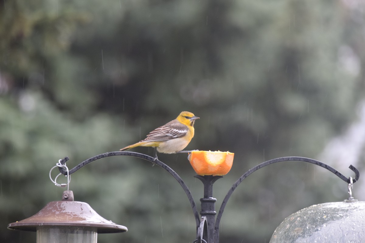 Bullock's Oriole - Annie Dunn