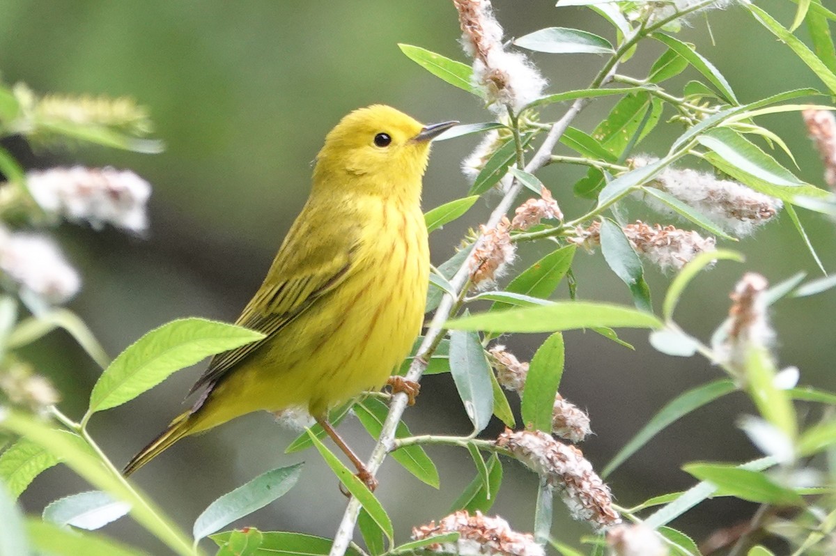 Yellow Warbler - Don Burggraf