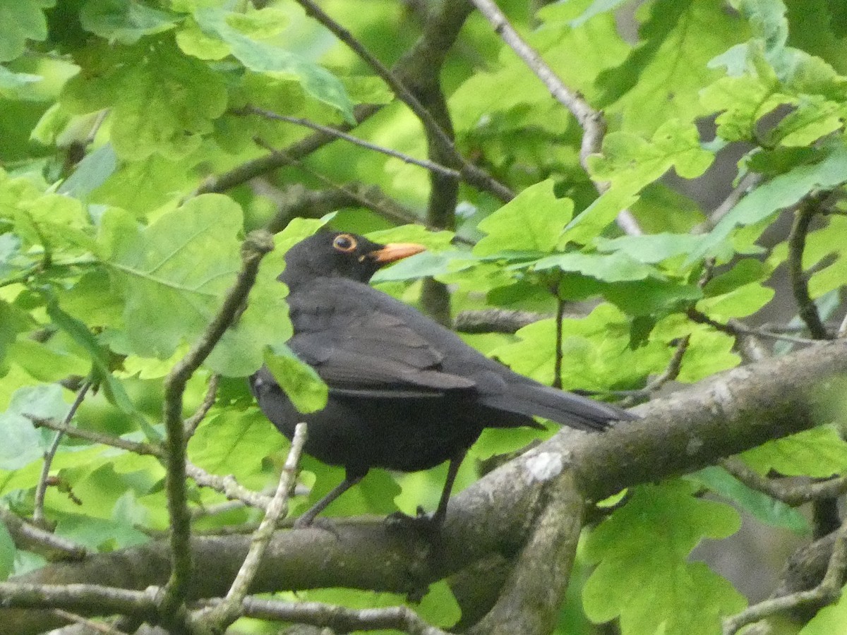 Eurasian Blackbird - Mike Tuer