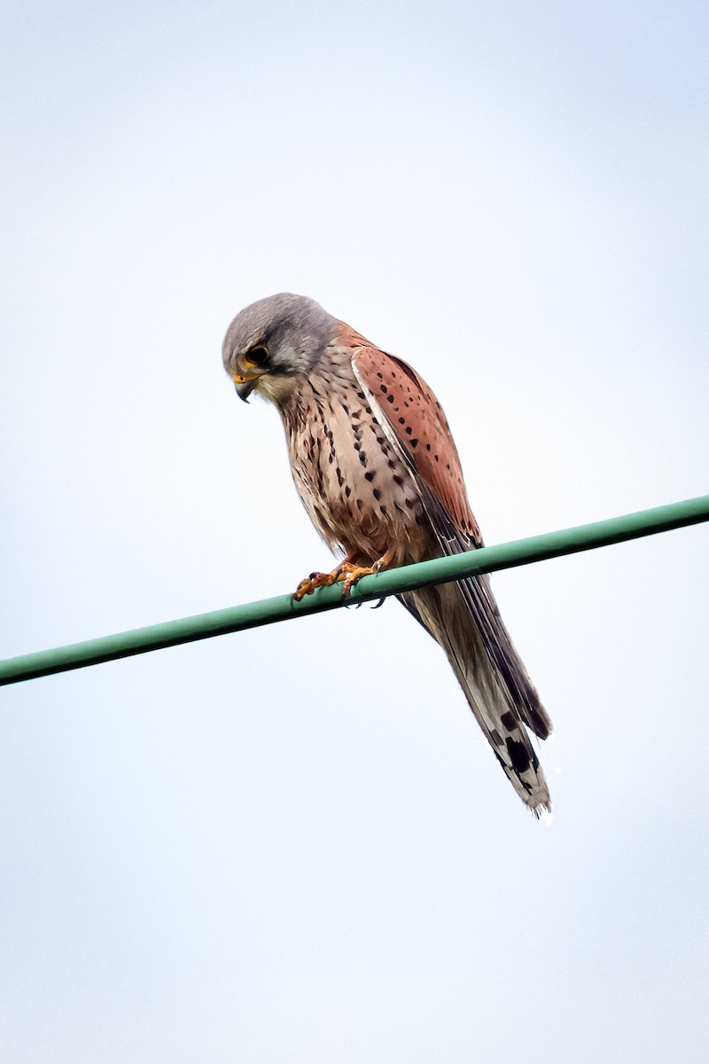 Eurasian Kestrel - Richard Styles