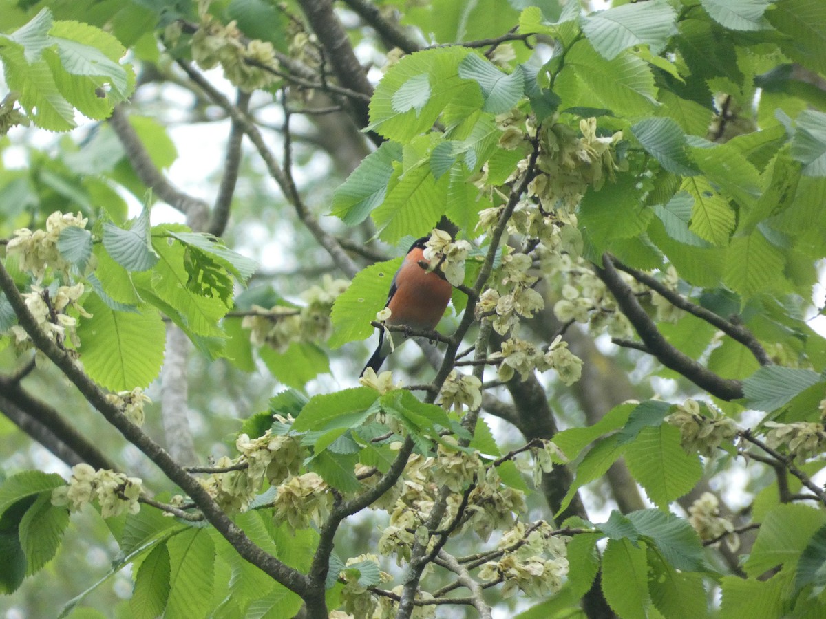 Eurasian Bullfinch - Mike Tuer