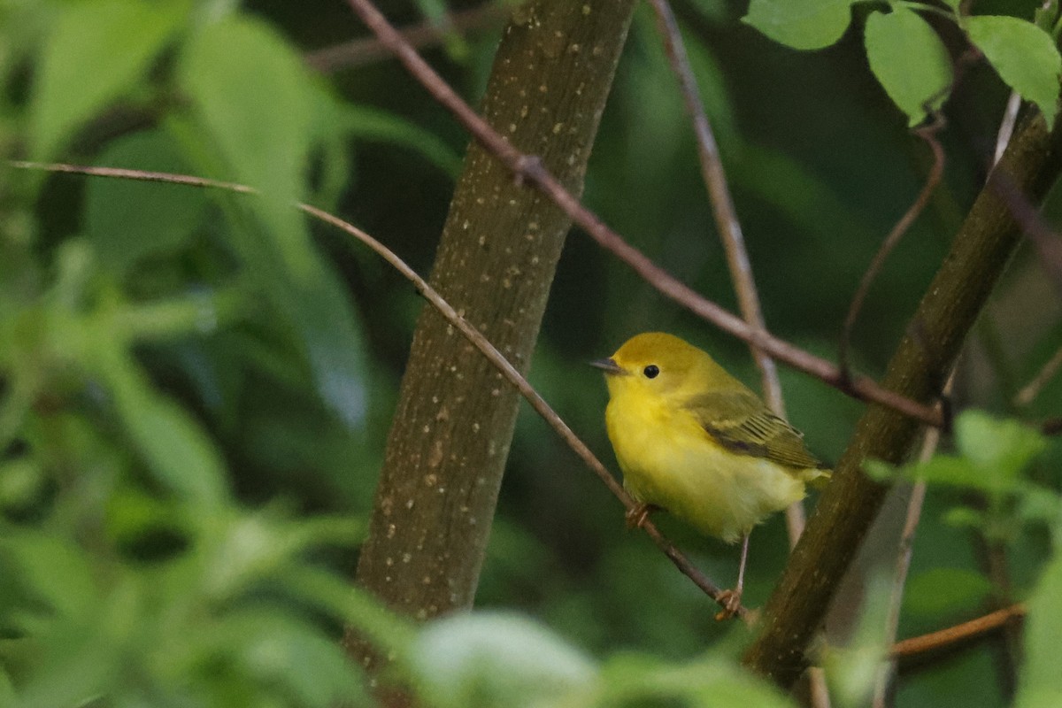 Yellow Warbler (Northern) - ML619188301