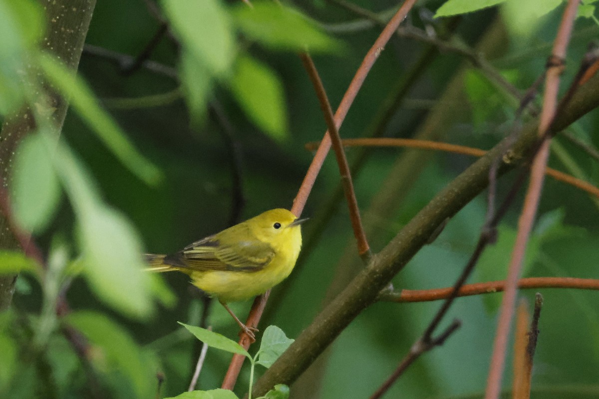 Yellow Warbler (Northern) - ML619188303