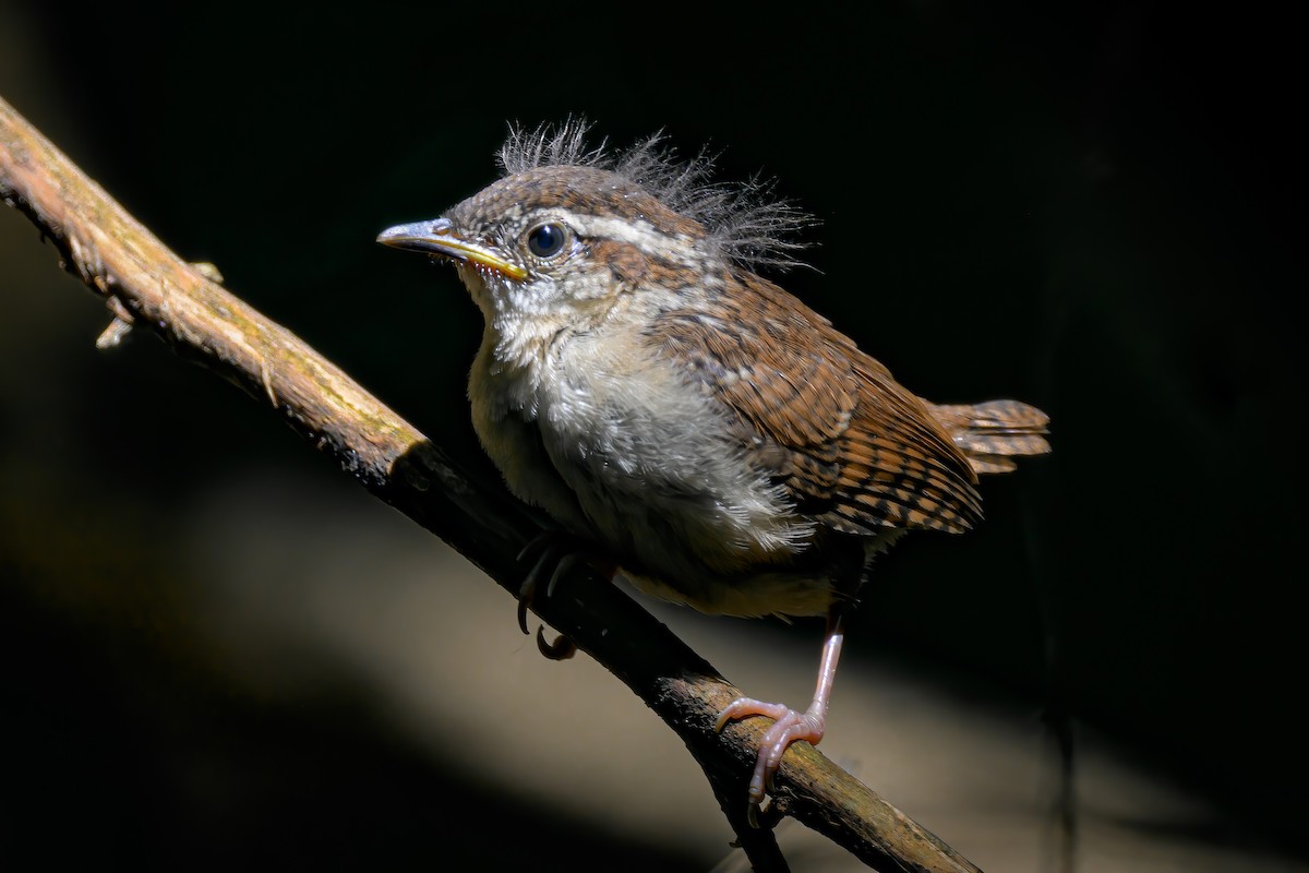 Carolina Wren - Janet Hix