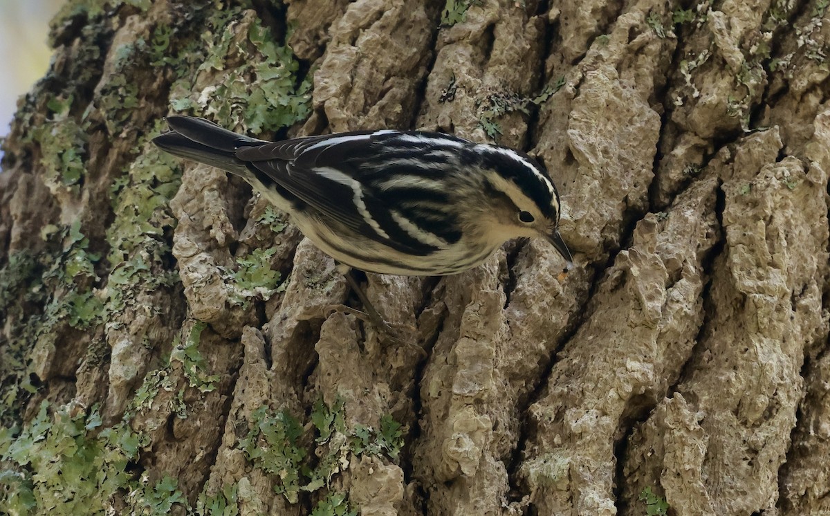 Black-and-white Warbler - Lisa Goodwin