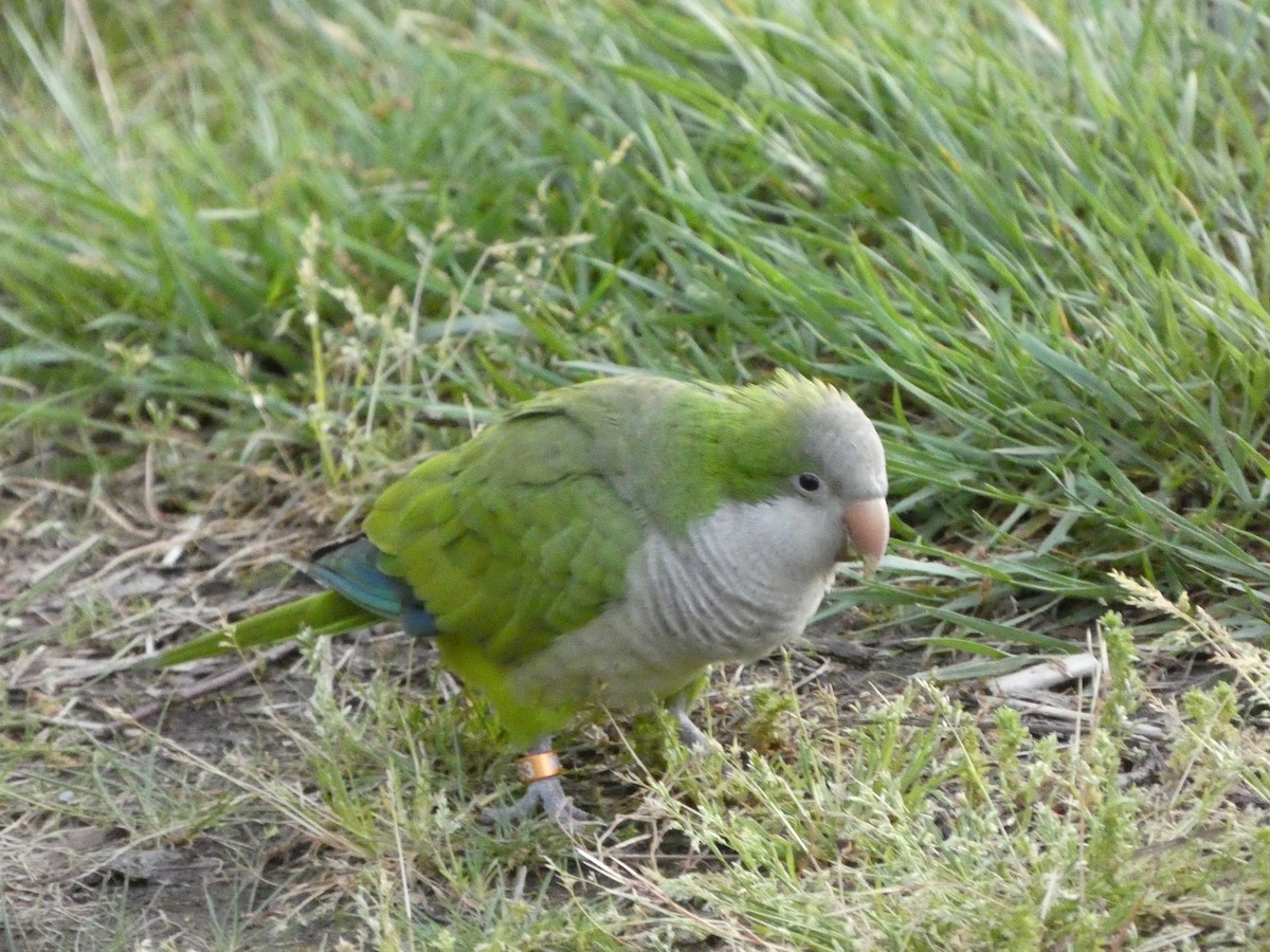 Monk Parakeet - ML619188328