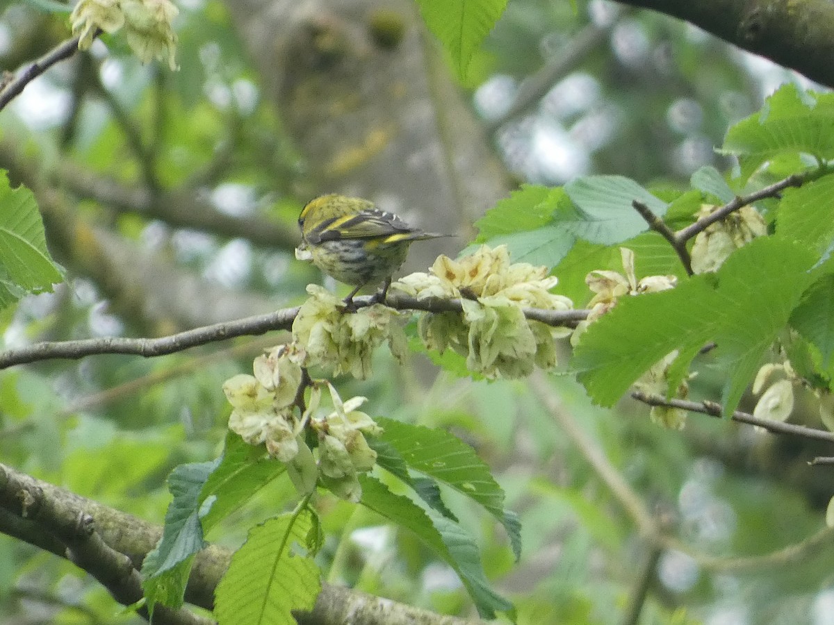 Eurasian Siskin - Mike Tuer