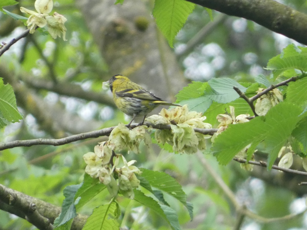 Eurasian Siskin - Mike Tuer