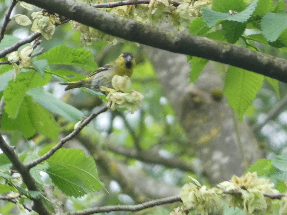 Eurasian Siskin - Mike Tuer