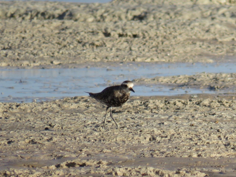 American Golden-Plover - ML619188340