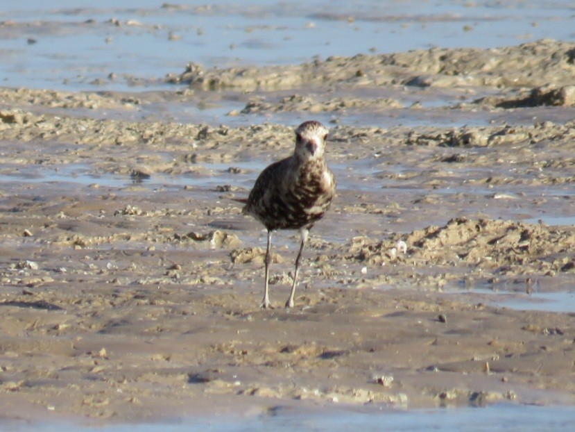 American Golden-Plover - Jude Friesen