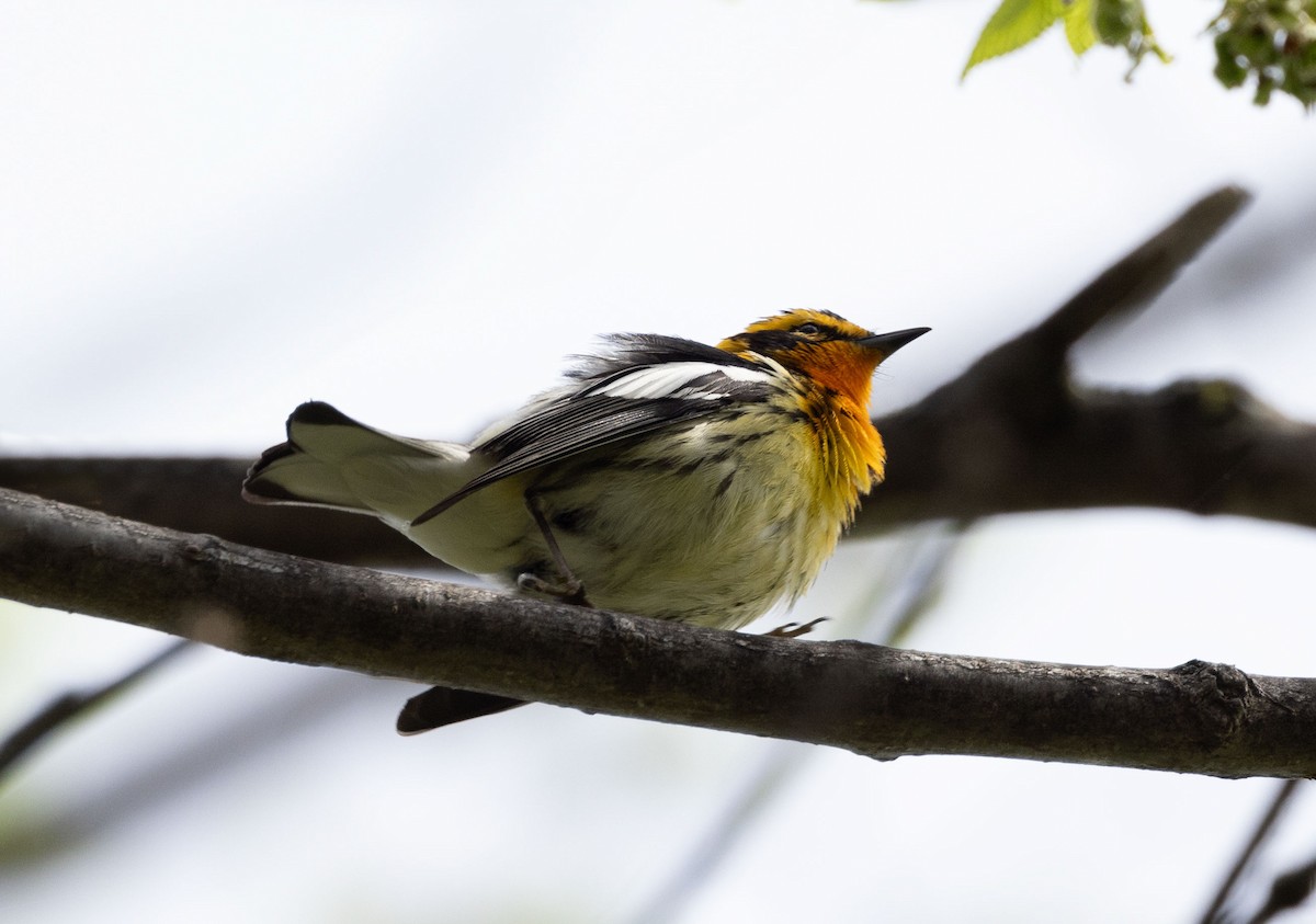 Blackburnian Warbler - ML619188362