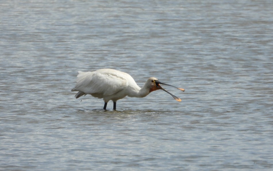 Eurasian Spoonbill - ML619188371